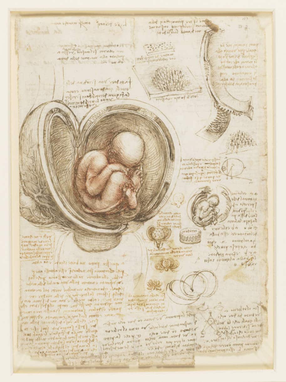 estudo de anatomia leonardo da vinci