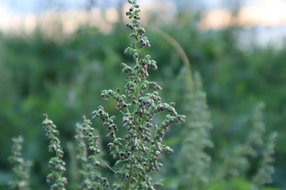 Artemísia: planta alucinógena 