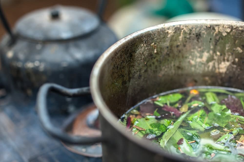 Ayahuasca - chá: uma das plantas alucinógenas mais populares do mundo