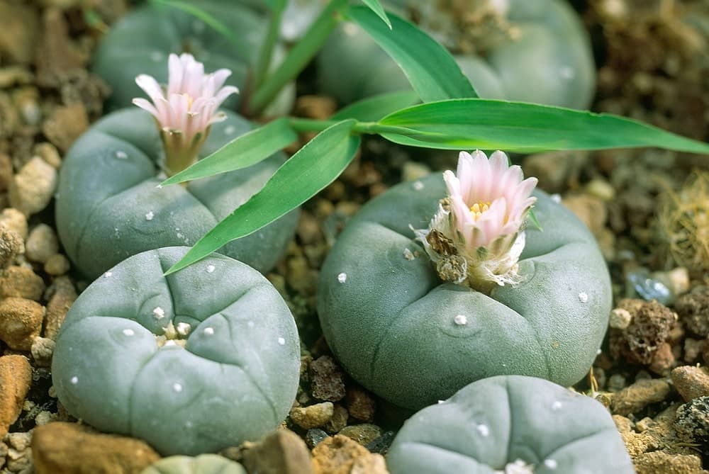 Peyote - Cacto: uma das plantas alucinógenas muito utilizada por indígenas na América do Norte