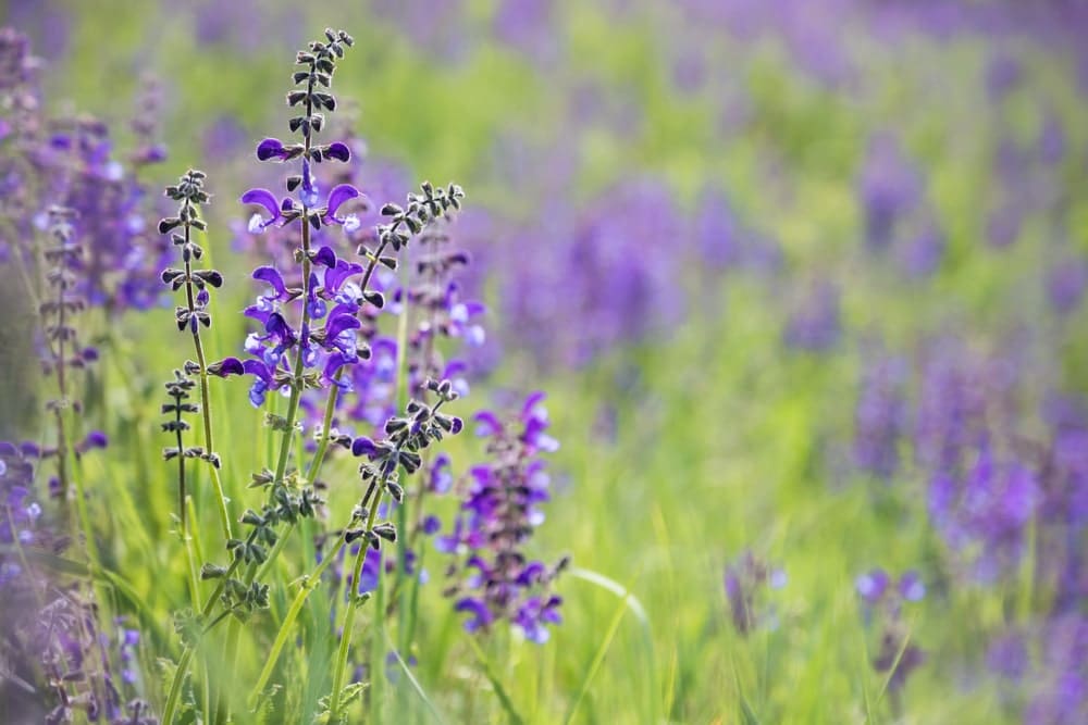 Salvia: uma das plantas alucinógenas utilizadas por diferentes culturas