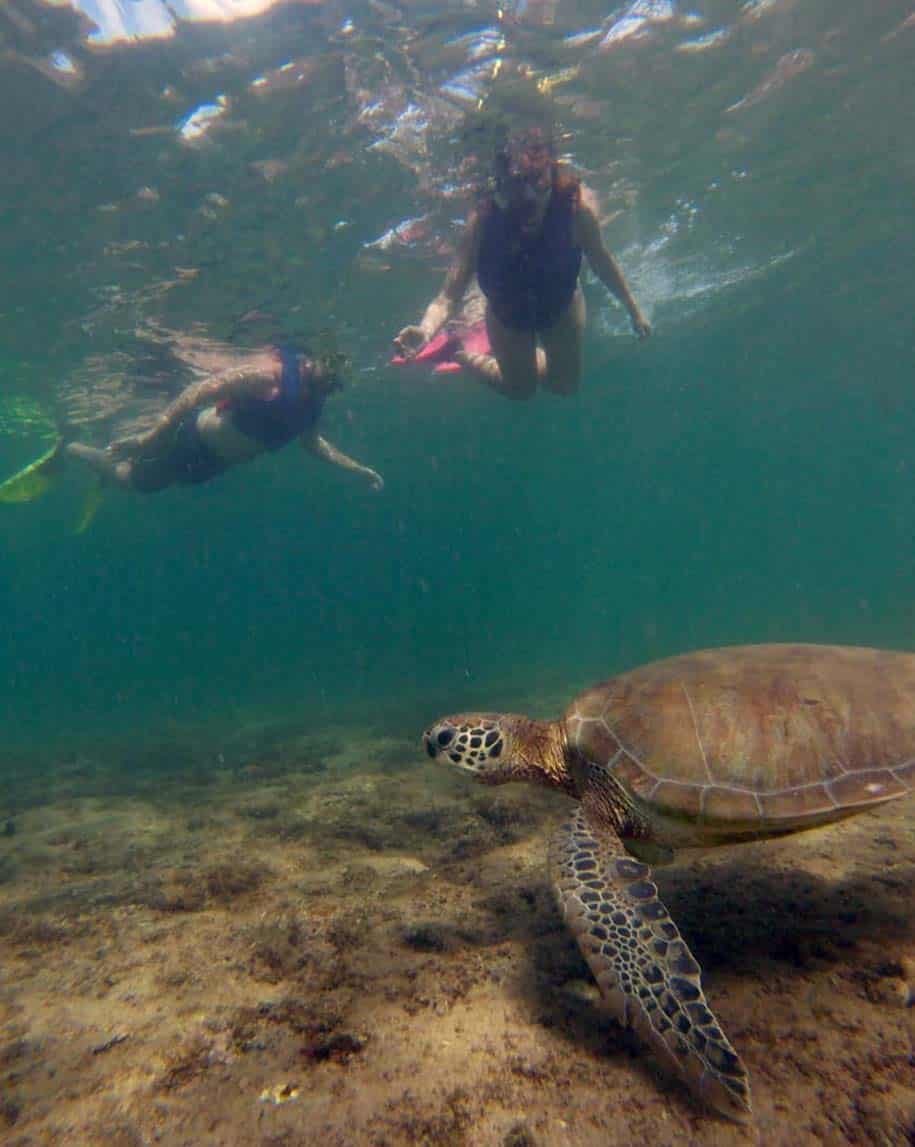 snorkeling em noronha e avistamento de tartaruga