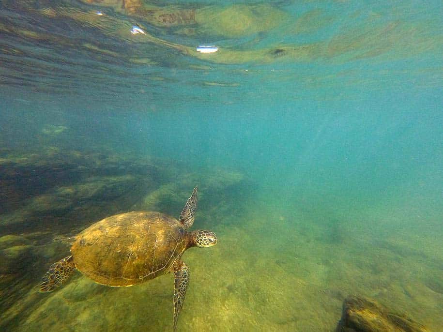 Snorkeling em Fernando de Noronha