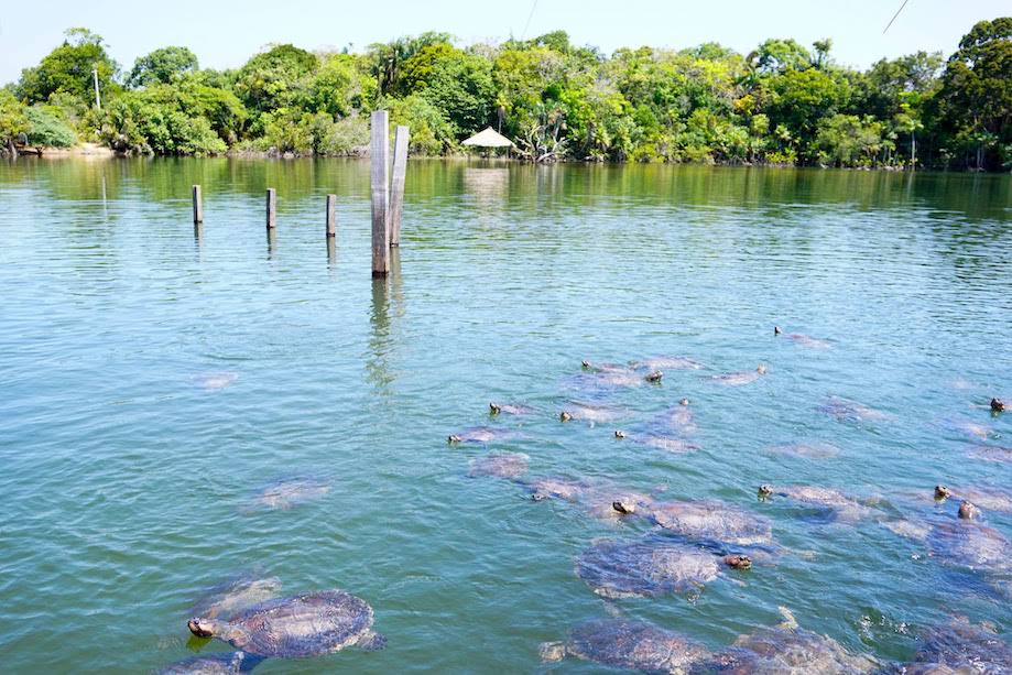 rio Arapiuns criação de tartarugas