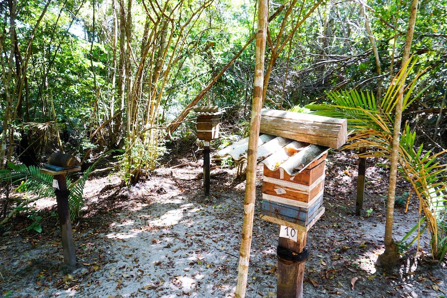 Criação de abelhas na comunidade de Coroca na Amazônia