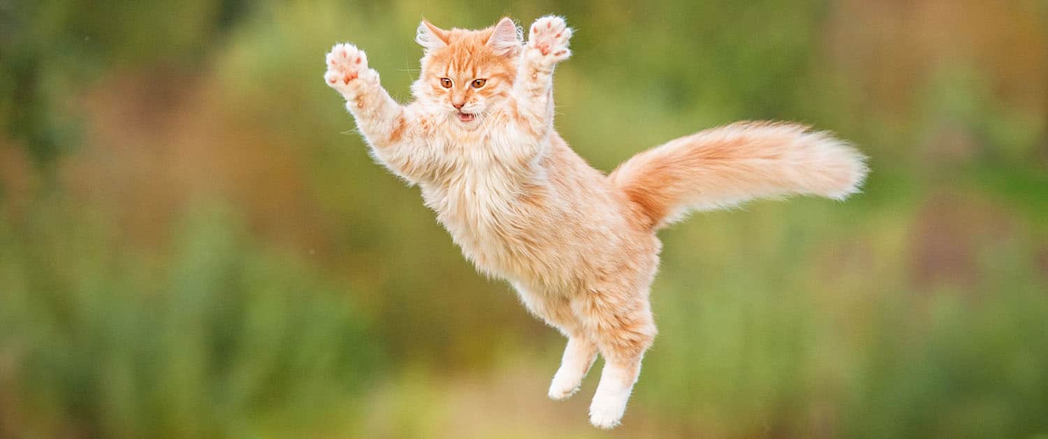 gato amarelado pulando na grama verde