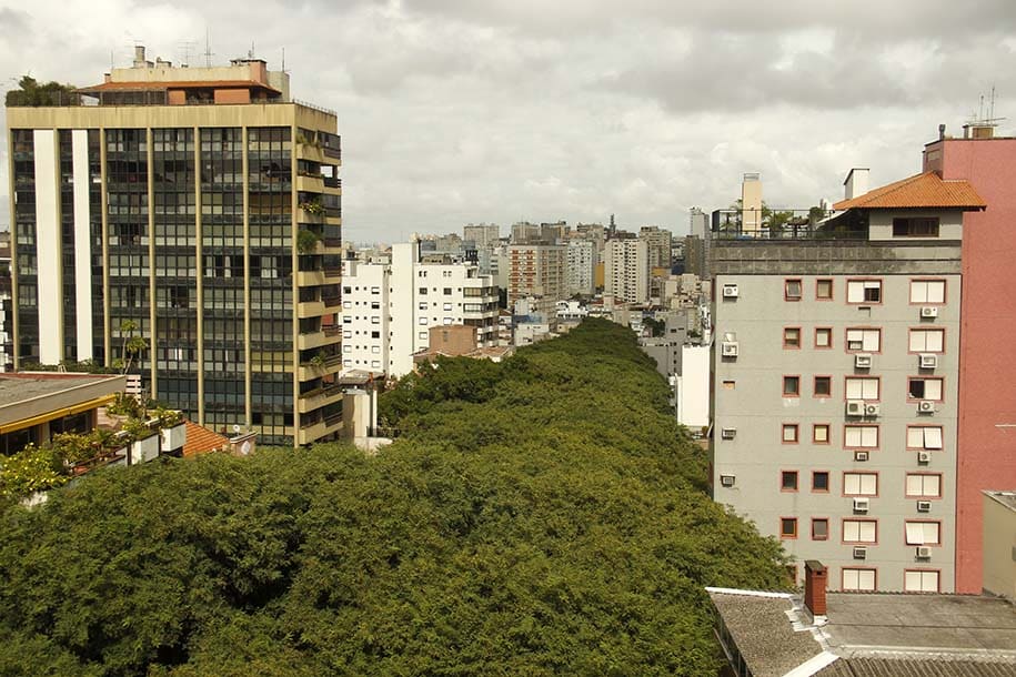 Corredor de árvores da Rua Gonçalo de Carvalho, em Porto Alegre