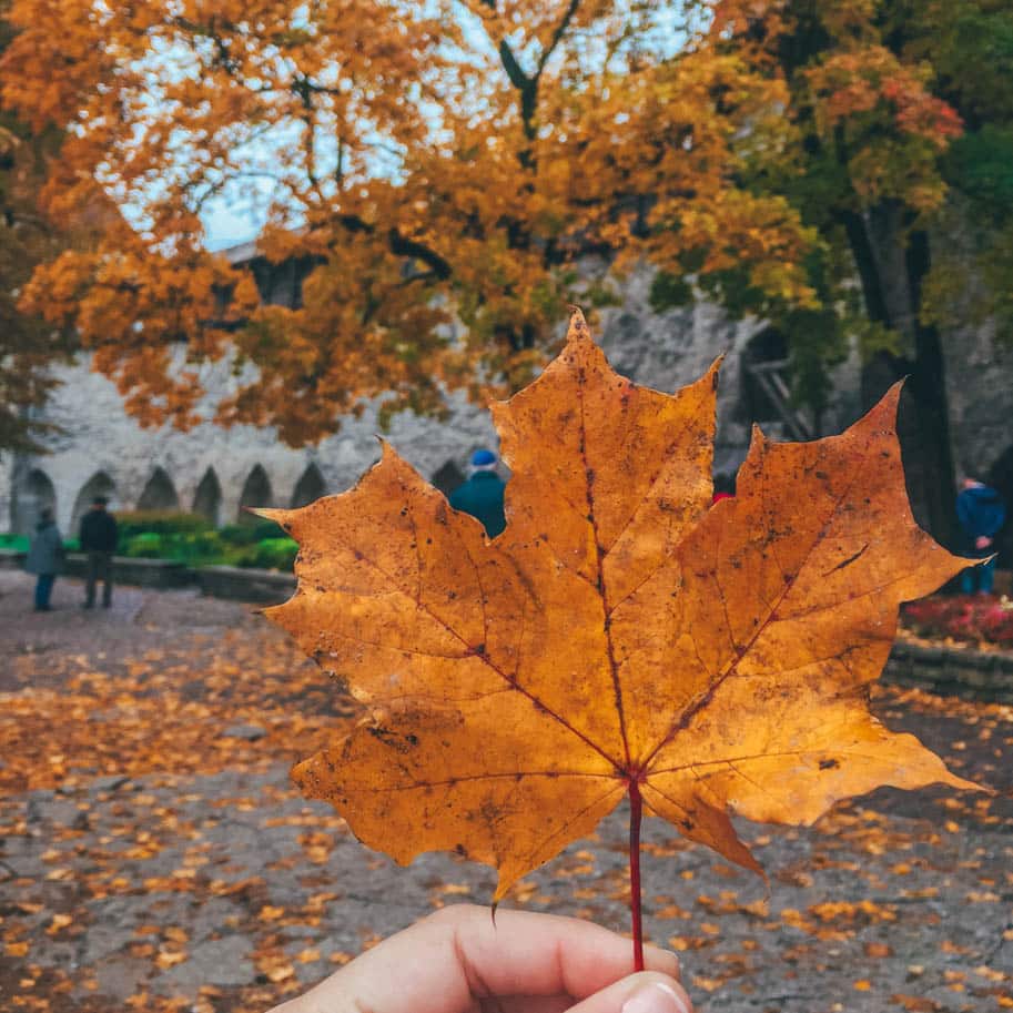 tallinn no outono jardim rei dinamarques