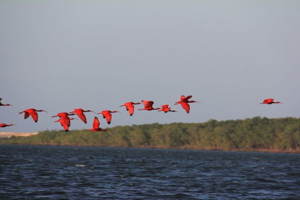 revoada dos guaras no delta do parnaiba- passaros vermelhos rota das emoções