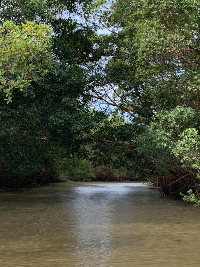 rio e mangue no rio parnaiba, no piaui