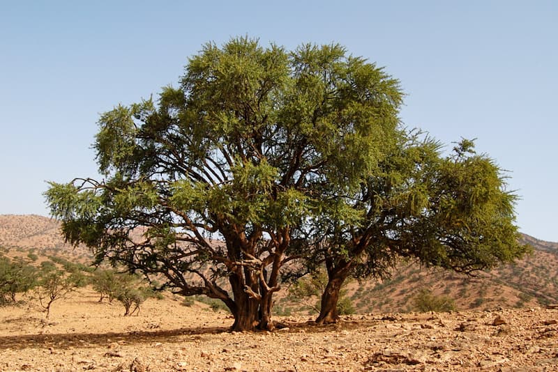 argania arvore de argan marrocos