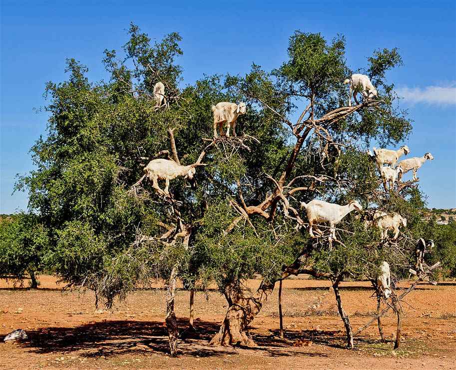 bodes e cabras na arvore de argan marrocos