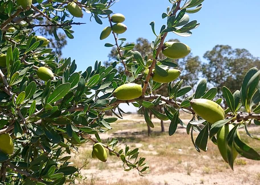 fruto da argania arvore do marrocos