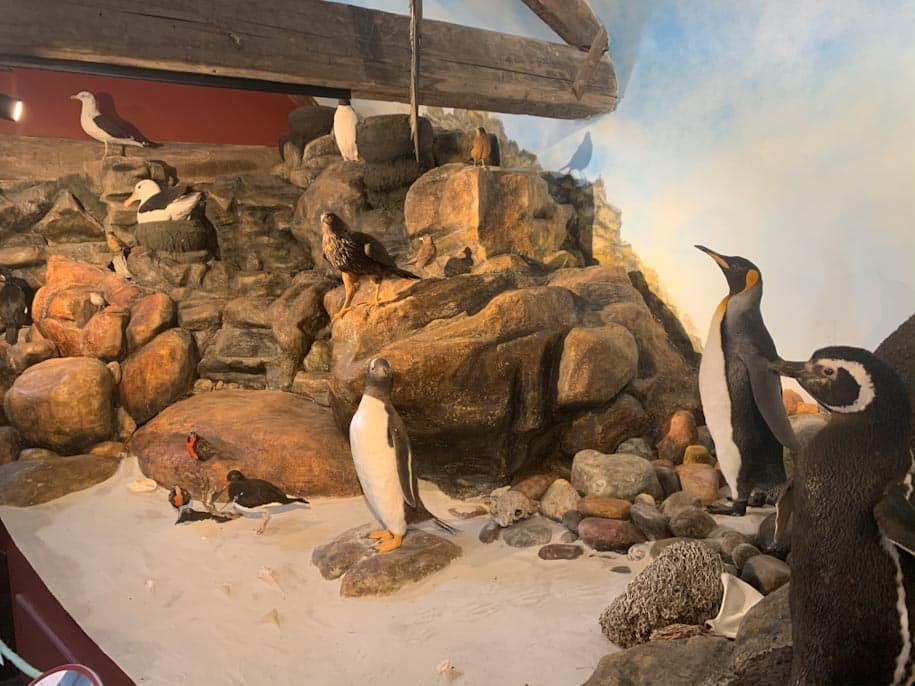 museu stanley pinguins