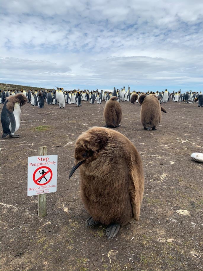 vário pinguins em vonlunteer point ilhas malvinas falklands