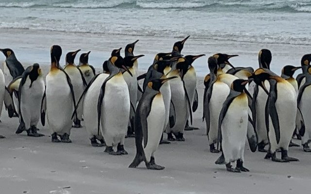 pinguins nas ilhas malvinas falklands