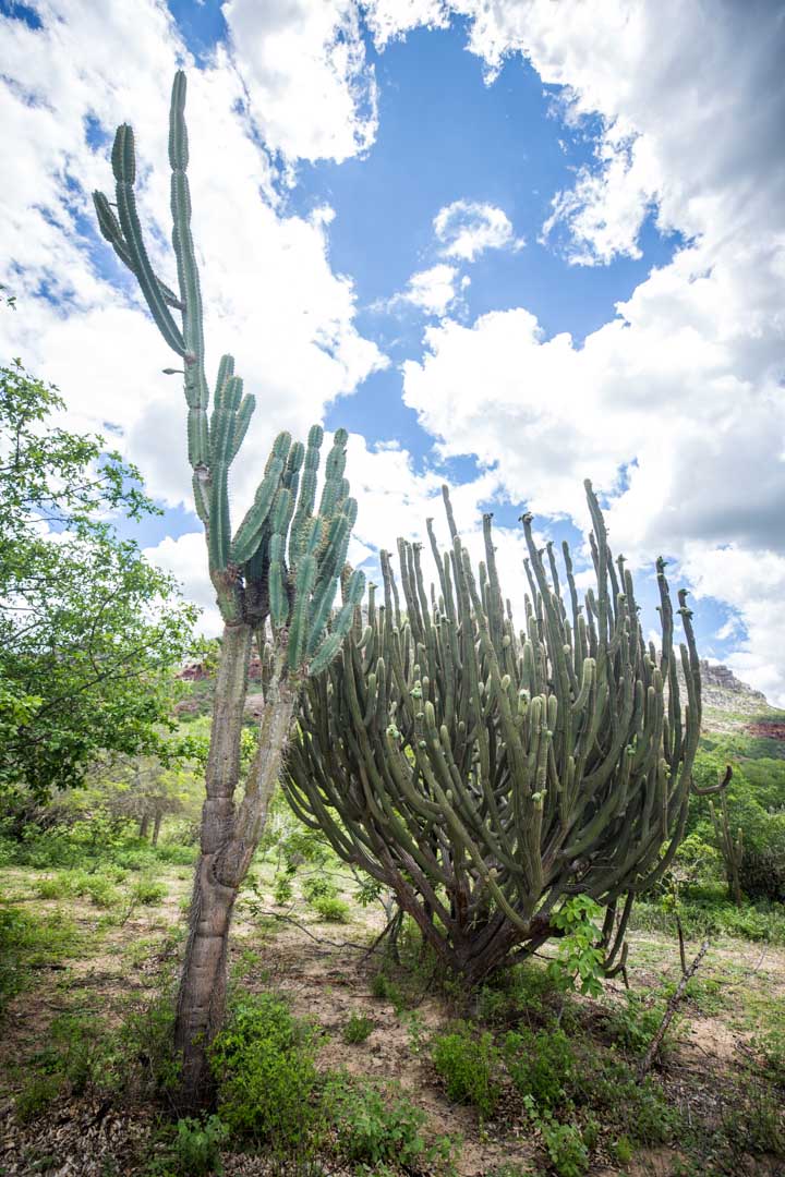 cactos na caatinga