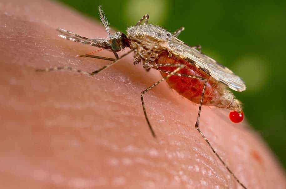 pernilongo que transmite a malária