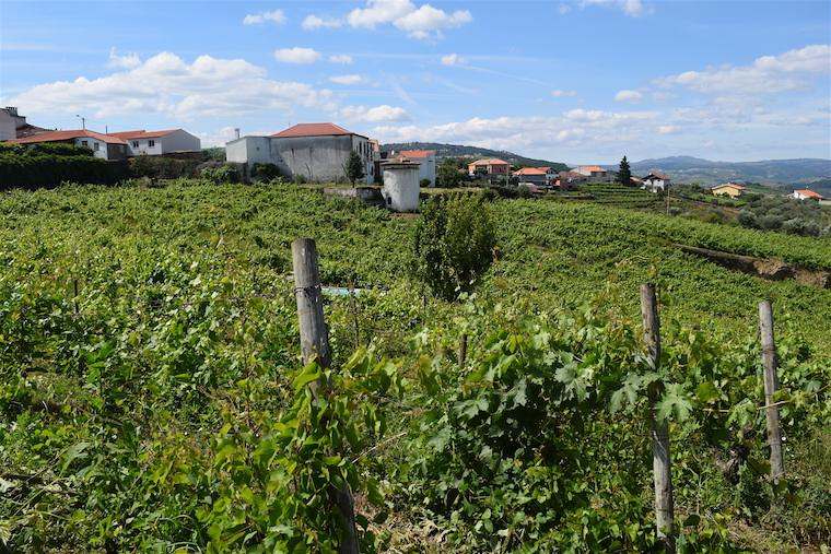 vinhos portugueses uvas