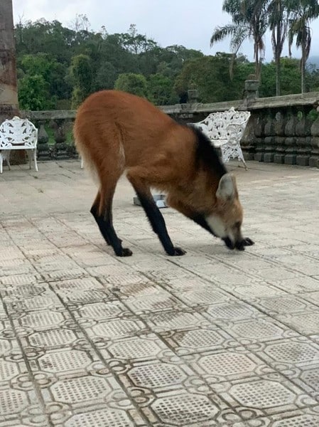 lobo guará caraça