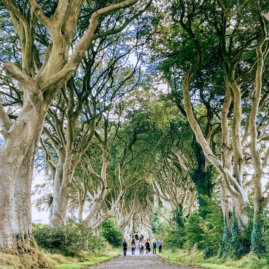 dark hedges irlanda do norte