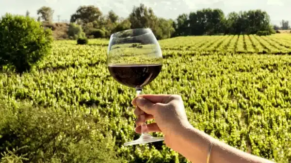 Uma mão feminina segura uma taça de vinho em frente a vinhedos. As vinícolas de Mendonza são uma ótima opção de hospedagem.