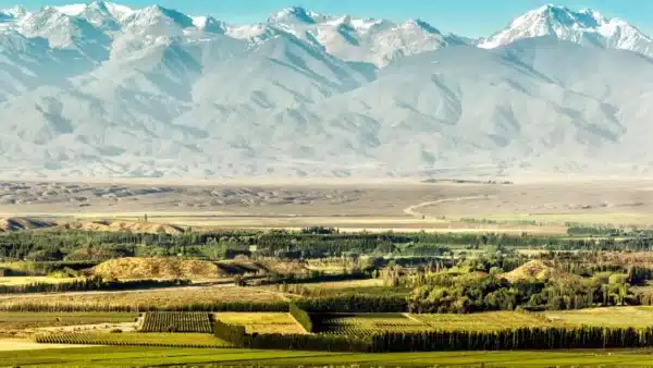 Vista de longe de um campo chio de plantações de uva com as montanhas dos Andes ao fundo, no Valle de Uco, Argentina