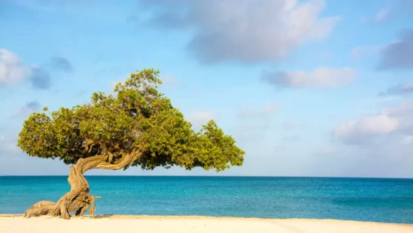 Foto de árvore em frente ao mar em Eagle Beach, uma das melhores regiões onde se hospedar em Aruba