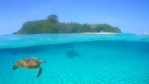 Praia de aguas cristalinas em Curaça, há uma ilha ao fundo e uma tartaruga marinha nadando sob as águas