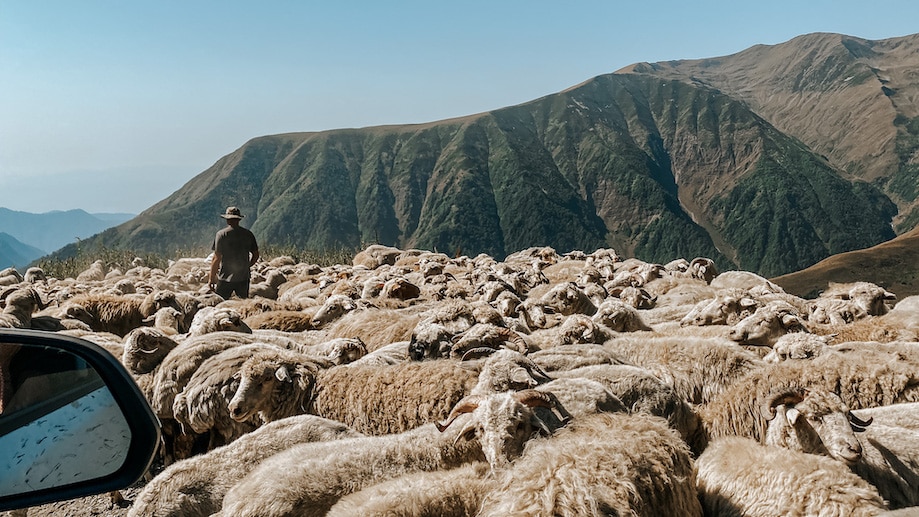 Pastores de Tusheti em migração para as terras baixas no fim do verão 