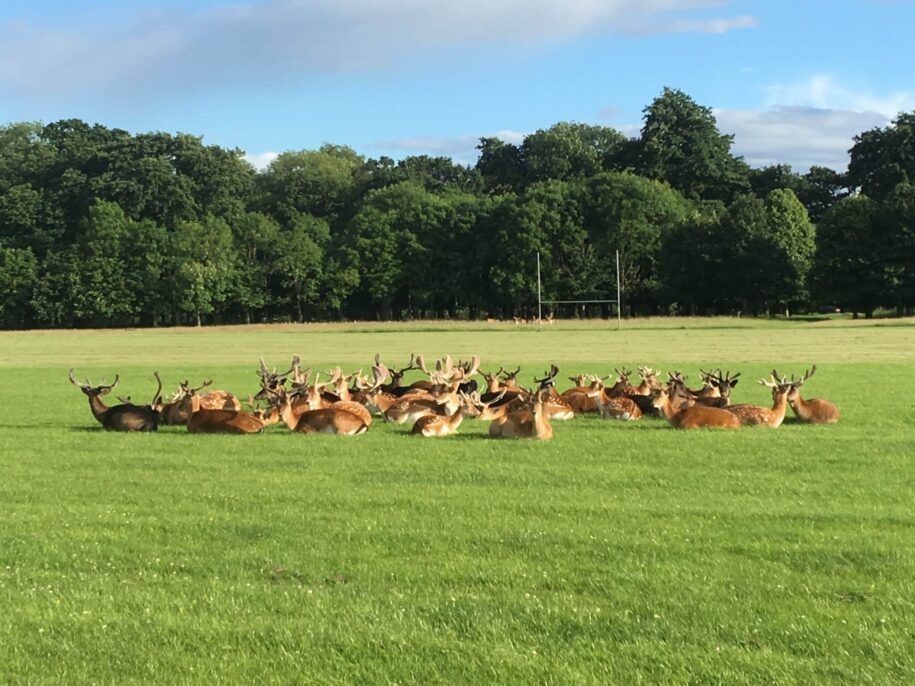 phoenix park dublin irlanda veados