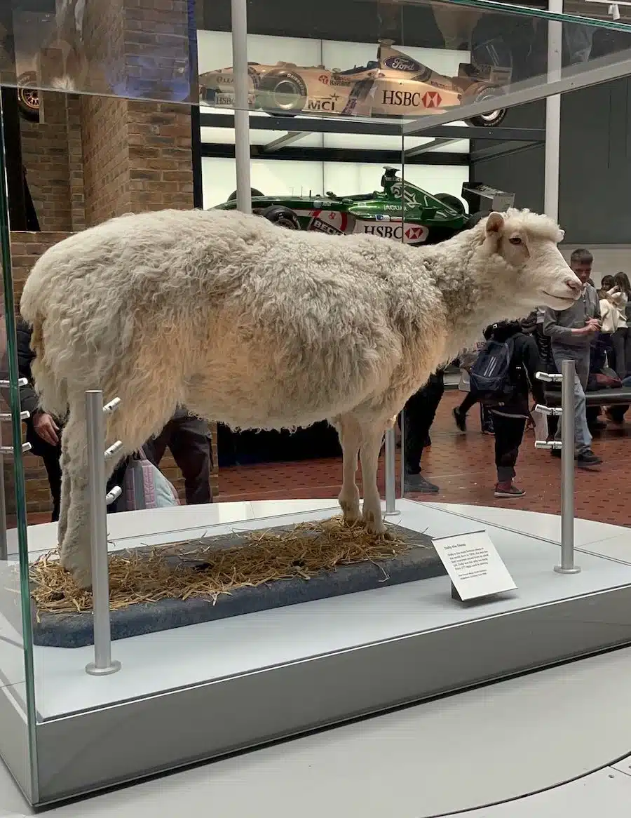 ovelha dolly no museu nacional da escocia em edimburgo