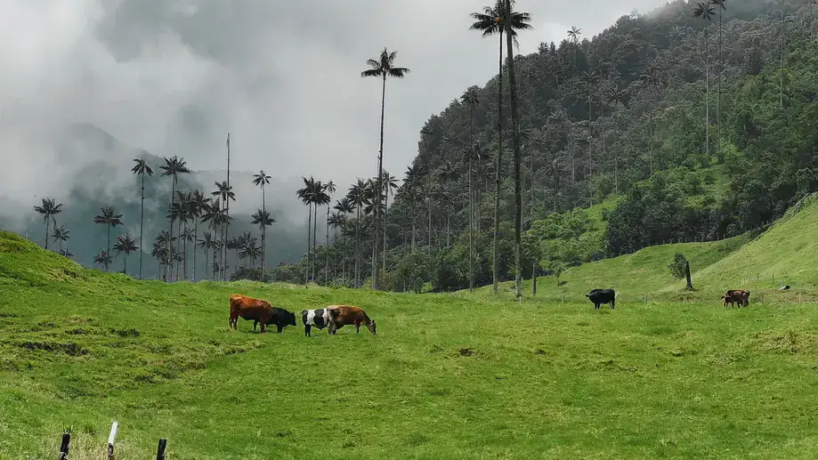 Valle de Cócora, na Colômbia 