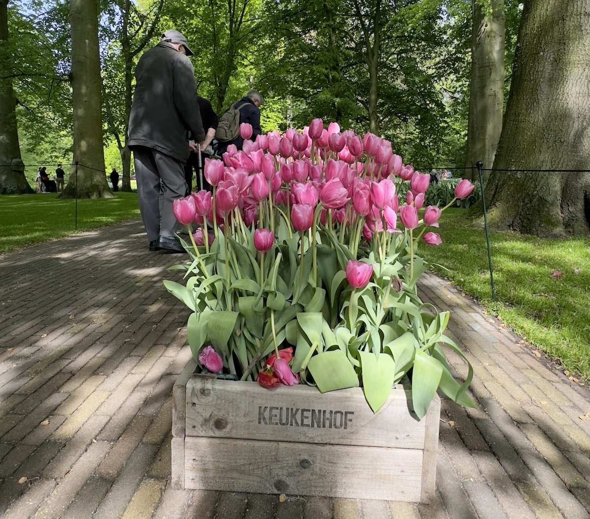 o parque keulenhof e tulipas rosas